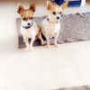 Chihuahua’s for Sale