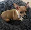 15 week old Chihuahua