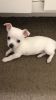 Chihuahua/Terrier mix 8 weeks needs a new home fast!