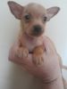 Chihuahua puppy needs a good home