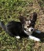 Pure bred LongCoat chihuahua puppy, male