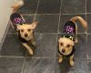 rehoming 2 male chihuahuas 909 678 286