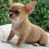 Home Trained Chihuahua Puppies Available