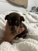 Chihuahua puppies ready for a home