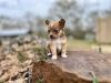 Tiny Long Coat Chihuahua Puppy