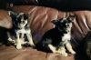 2 male purebred Chihuahua Pups 8 weeks old so adorable