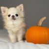 Longhaired Chihuahua puppy for sale