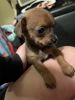 Chihuahua puppies for sale!!