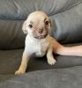 Puppy needs forever home