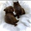 Registered Chihuahua Puppies For New Homes.