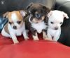 Chihuahua  puppies available
