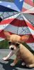 Sweet little female Chihuahua looking for furever home!