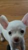 Baby Pure Breed Chihuahua