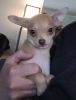 Tiny female Chihuahua puppy looking for furever home!