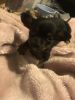 Applehead teacup Chihuahua for sale black with brown markings on his f