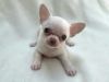 Kc Reg Chihuahua male and female Puppy