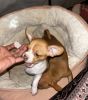 7 Week Old Female Chihuahua’s Need a Home