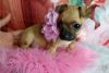 Chihuahua Puppies For Ready For New Homes