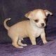 charming looking chihuahua puppy for adoption
