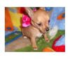Chihuahua puppies for a good home