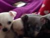 Beautiful Tiny Chihuahua Puppies