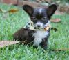 ***a Truly Stunning Tiny Girl Chihuahua ***