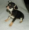 cute chihuahua puppies for sale