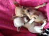 ChihuahuaTiny Appleheads Puppies