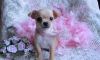gentle sweetheart Chihuahua puppies