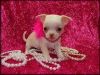 Tiny Toy Male And Female Chihuahua Puppies