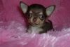Akc Tiny Chihuahua Puppies For Adoption