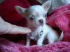 Applehead Chihuahua Puppies