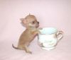 Toy Chihuahua puppies
