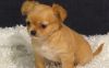 2 T'cup chihuahua puppies available for your home