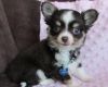 Tiny Toy Female Chihuahua xxx) xxx-xxx0