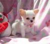 Two adorable 10 week old Chihuahua puppies