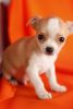Chihuahua puppies for adoption .