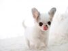 Beautiful Teacup White Chihuahua Puppies