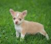 Gorgious markings Chihuahua Pups