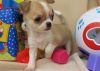 Amazing chihuahua puppy ready for new home