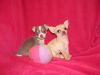 chihuahua puppies for adoption