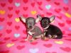 Awesome Chihuahua puppies in El Cajon