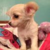 three beautiful Chihuahua babies for adoption