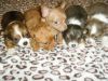 Teacup Chihuahua puppies