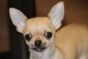 Beautiful Gold Registered Chihuahua puppies