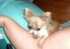 cool chihuahua puppies for sale
