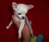 Tiny Teacup Rare Chihuahua Puppies - For Sale