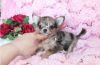 Tiny t-cup chihuahua puppies