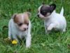 lovely looking Chihuahua puppies