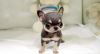 gorgeous Teacup Chihuahua puppie for your home